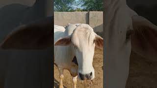 tharparkar cow [upl. by Isabel]