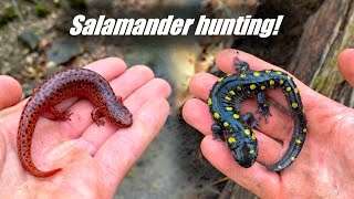 Early Spring Salamander Hunting  Stunning Red Salamander Jeffs Spotted and More [upl. by Chase]