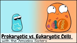 Prokaryotic vs Eukaryotic Cells Updated [upl. by Lorimer602]