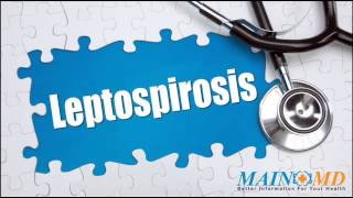 Leptospirosis ¦ Treatment and Symptoms [upl. by Yggam665]