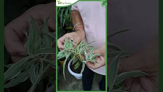 Easy Way to Propagate Spider Plant [upl. by Annaoj]