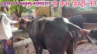 Treatment of anaplasmosis in cow amp buffalo l पशुओं में बुख़ार का उपचार l symptoms of anaplasmosis l [upl. by Ardnossak]