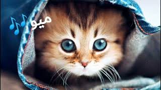 تصميم قطط على اغنية ميو المشهورة🐱🎶🐈🎵 [upl. by Oeht]