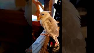 Cute baby cockatiel chick feeding time viral shorts cockatiel budgie lovebirds [upl. by Pogue]