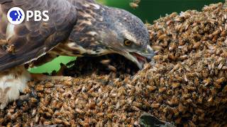 Honey Buzzards Feast on Deadly Hornets [upl. by Esteban]