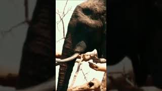 quotELEPHANTS Are the largest living LAND ANIMALSquot [upl. by Neeruam]