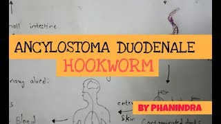 ANCYLOSTOMA DUODENALE  HOOK WORMS  STRUCTURE  LIFE CYCLE  SYMPTOMS  BY PHANINDRA GUPTA [upl. by Htiffirg]