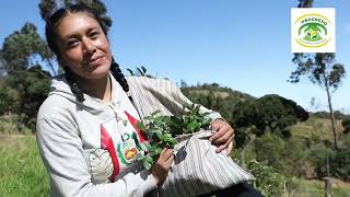 Sembrando Árboles Cultivando Agua La Reforestación en la sierra de Piura [upl. by Demetris]