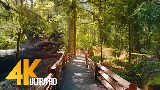 4K Virtual Hike through Canadian Forest with Nature Sounds  Incredible Nature of British Columbia [upl. by Scarrow727]