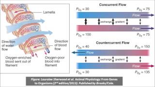 Countercurrent Flow science music video [upl. by Eetsim]