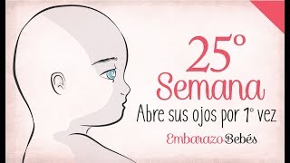 SEMANA 25 de Embarazo  6º Mes  Semana a semana [upl. by Otrebor]