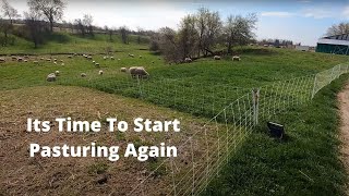 Pasturing Sheep Weaning Lambs Buying Equipment [upl. by Giwdul]