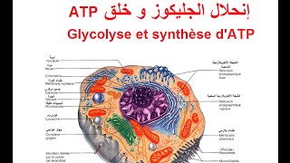 Glycolyse et production dénergie sous forme dATP dans le cytoplasme [upl. by Zapot]