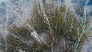 Vallisneria spiralis trovata in Italia  Italian Val in Italy [upl. by Elwyn320]