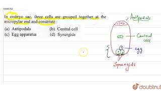 In embryo sac three cells are grouped together at the micropylar end and constitute [upl. by Dorcy]