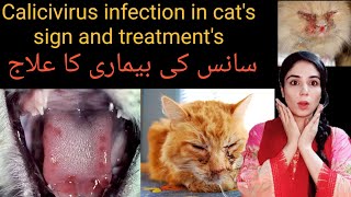 Feline Calci virus  Diagnosis Treatment Prevention  how to diagnose Calci virus infection FCV [upl. by Elata]