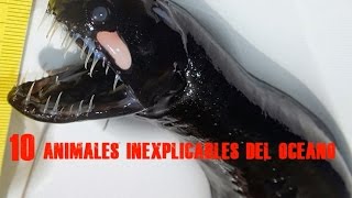 10 animales inexplicables del océano [upl. by Hatcher]