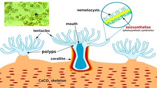 Phylum Cnidaria Part 6 Coral Reefs [upl. by Bianca]