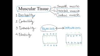 Dr Benaduce Muscular Tissue Properties Muscular tissue lecture [upl. by Eniamraj]