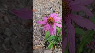 Echinacea coneflower nature [upl. by Borman995]