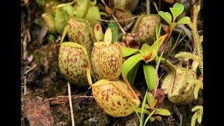 Nepenthes ampullaria symbiosis with Cryptocoryne aura 【DIscoveryPlanet】 [upl. by Akin811]