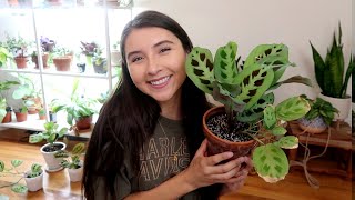 Maranta Full Plant Care Guide  Propagation [upl. by Adarbil]