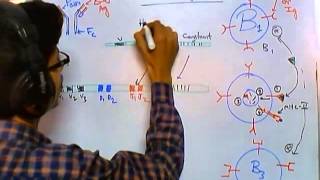 Antibody class switching [upl. by Itsud]