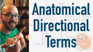 Anatomical Directional Terms  Why Doctors Use Big Words to Describe Where Things Are [upl. by Vittoria]