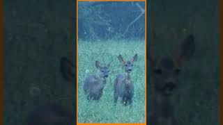 roe deer taken in the evening before darkshorts [upl. by Latvina]