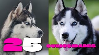 Curiosidades de Husky Siberiano [upl. by Nil]