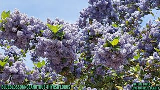 Incredible Flowering Tree BlueblossomCeanothus thyrsiflorus Love natures Love natures beauty [upl. by Balas]