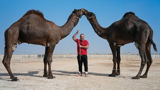 Cooking A Whole Camel In The Most Beautiful Desert We Ate Everything [upl. by Didier785]