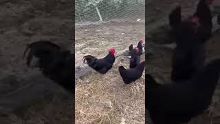 Meet the Majestic Black Australorp Chicken The Ultimate Backyard Fowl [upl. by Nrehtac2]