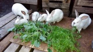 Bunnies Eating Carrots and Broccoli  Meat Rabbit Colony S1E31 [upl. by Socha724]