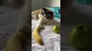 Hcatcatlover fumny fumnyvideos foryou fypage fyp fumnycatcats cat pets funny [upl. by Assirim]