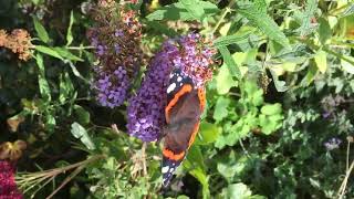 Red Admiral [upl. by Maybelle]