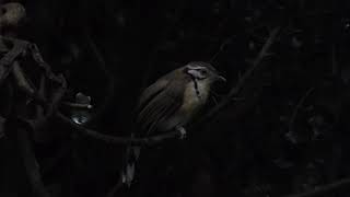 Greater Necklaced Laughingthrush Pterorhinus pectoralis Kaeng Krachan Thailand 20 Sept 2024 44 [upl. by Jelks853]