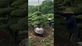 The process of transplanting ornamental trees Lifting by crane [upl. by Stoddart]