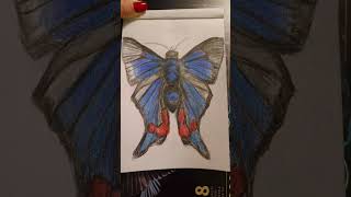 The process of creation of Periander Metalmark Butterfly 2024sketchingrysunekmotyl rysunekmotyla [upl. by Reamonn408]