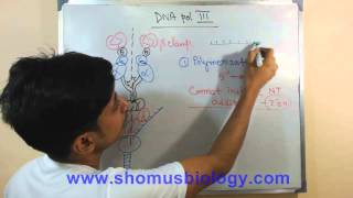 DNA polymerase 3 [upl. by Kailey]