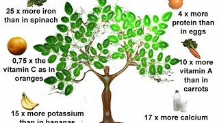 Moringa The Miracle Tree [upl. by Felton]