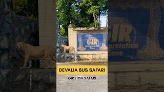 Devalia Bus Safari  Gir Lion Safari safari lion forest leopard bus nature wild wildlife [upl. by Rebekah]