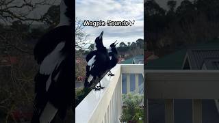 Magpie Call  Magpie Sounds  Magpie Song 🥰🎶🐦 magpie birdsounds shorts [upl. by Bramwell419]