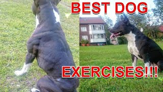 Best Exercises For Your Dog  Fit and Healthy Dog Exercises and dog workout [upl. by Suoicerp]