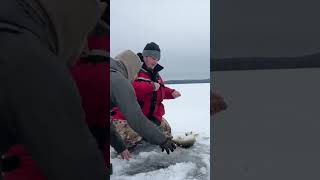 Those early ice walleyes hit different walleyefishing wisconsin [upl. by Allimrac766]