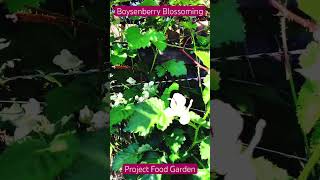 Boysenberry BlossomingSE5Project Food Garden [upl. by Phenice]