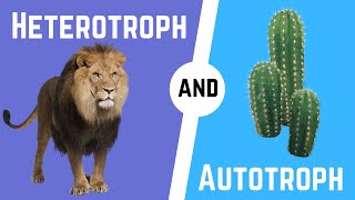 Autotrophs and Heterotrophs [upl. by Aneehc]