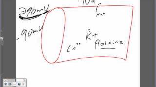 Membrane Potential Reviewwmv [upl. by Delmore]