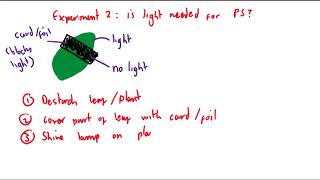 CCEA GCSE Biology Unit 1 Photosynthesis 2 experiments [upl. by Arek393]