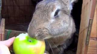 Big Flemish Giant Bunny Rabbit Eating Apple [upl. by Attlee]